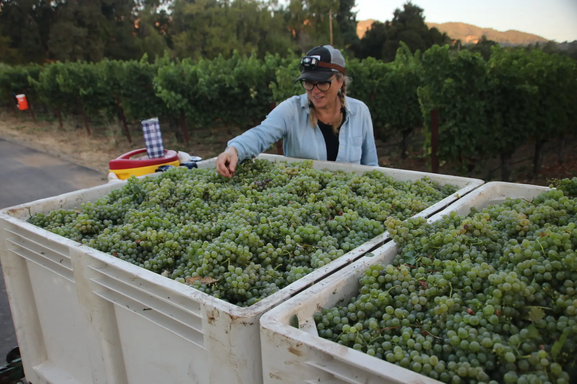 The Harvest is on: Compost Helps Vineyards, Other Farms Build Healthy Topsoils