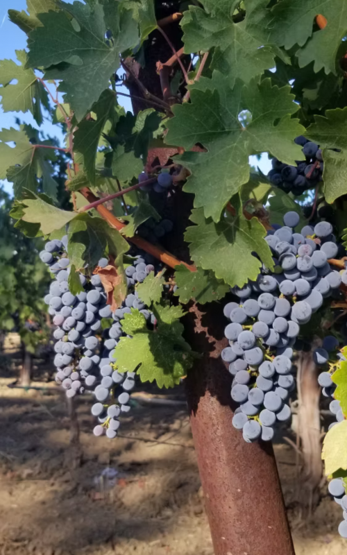 Untitled (1080 x 1920 px)